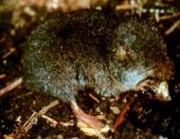  Sorex fumeus