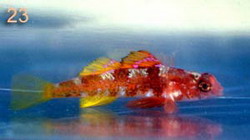  Speleogobius trigloides