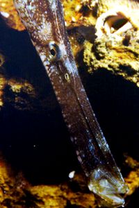  Syngnathus typhle.