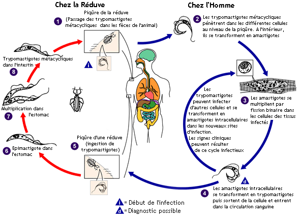 Cycle de vie de Trypanosima cruzi. Source : CDC