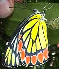  Delias eucharis