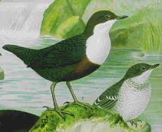 Couple de cincles plongeurs (Cinclus cinclus)