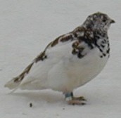 White-tailed Ptarmigan.jpg