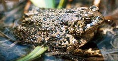  Anaxyrus baxteri du Wyoming