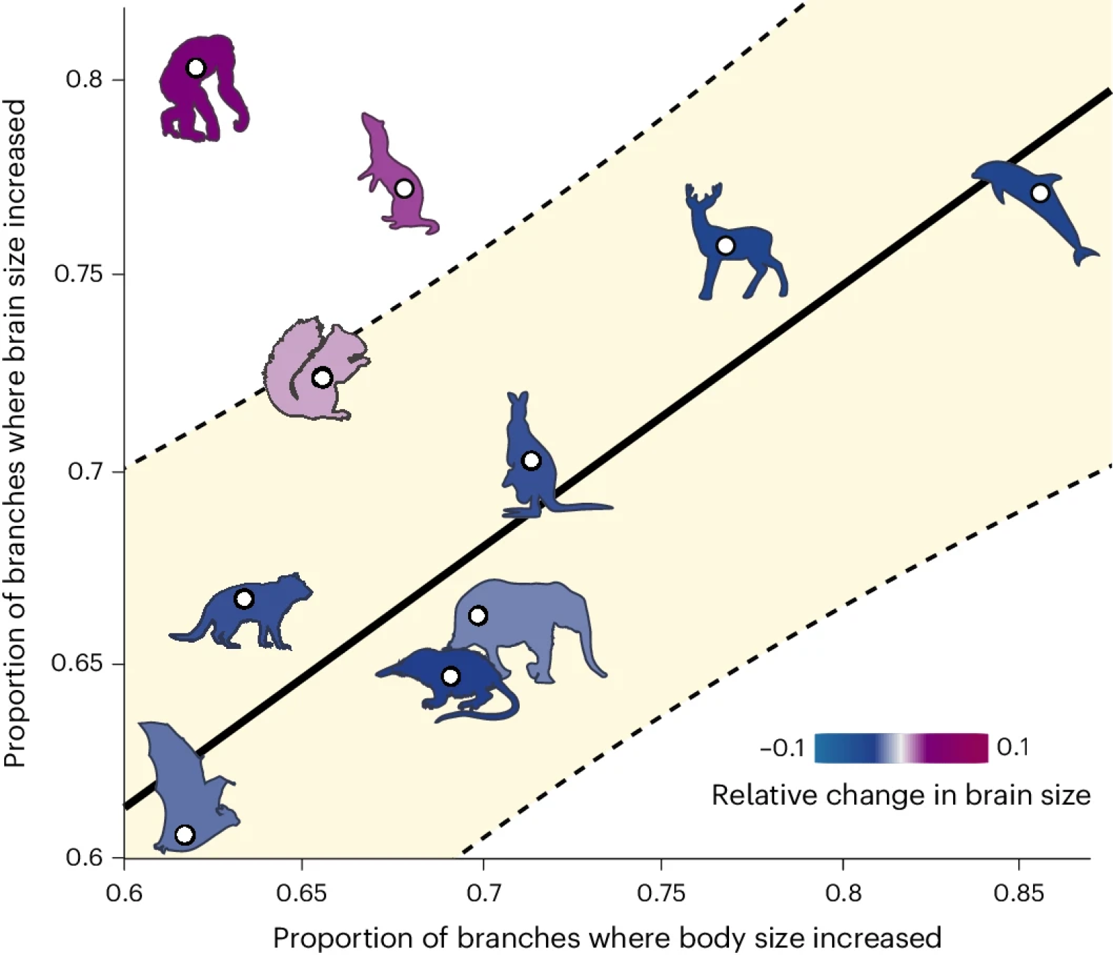 The size of the human brain: a disturbing anomaly in animal evolution