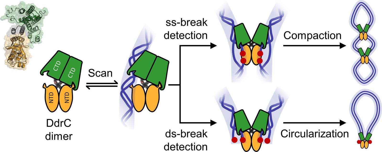 a promising path to cure cancer!