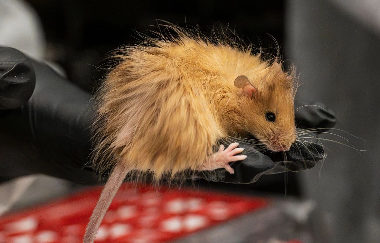 Des scientifiques donnent naissance à... des souris-mammouths 