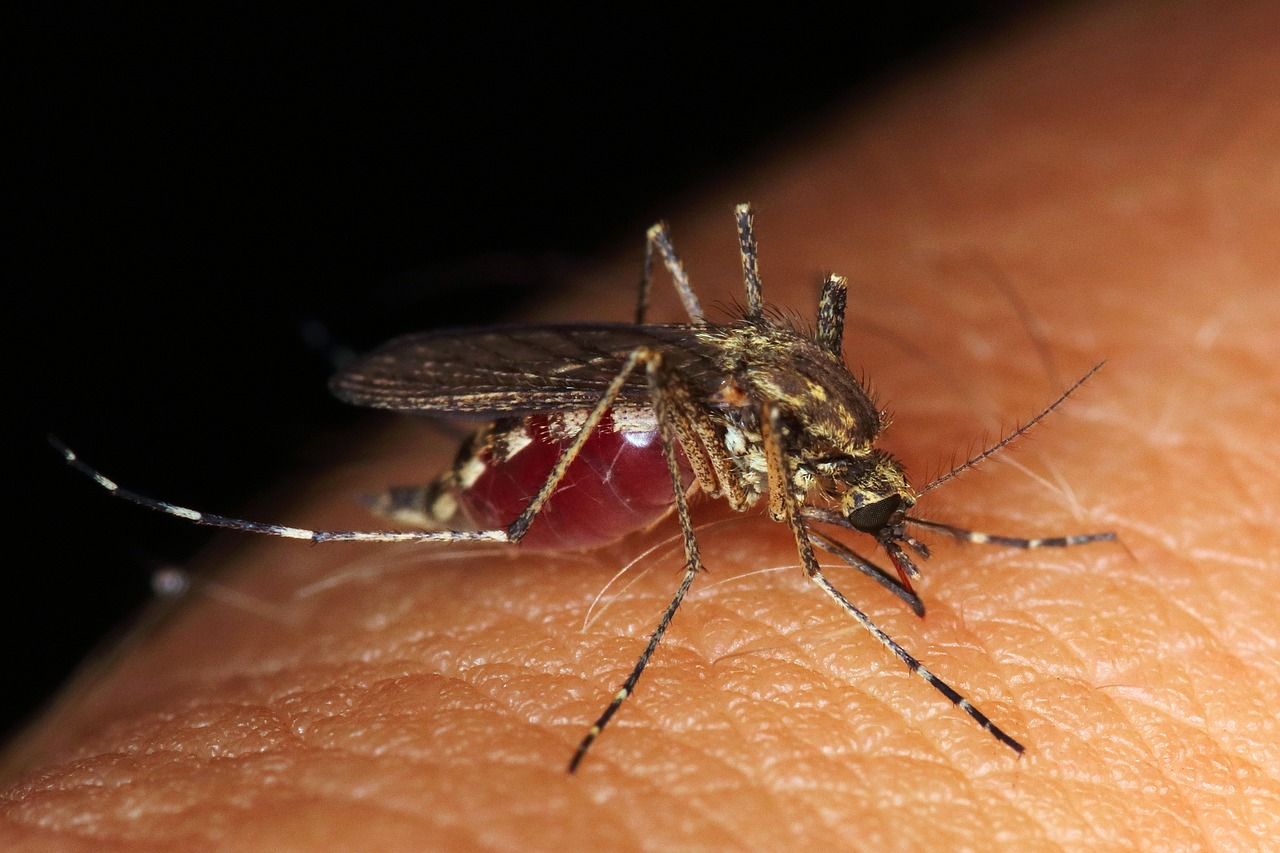 🧬 Why is Brazil releasing genetically modified mosquitoes carrying a lethal gene?