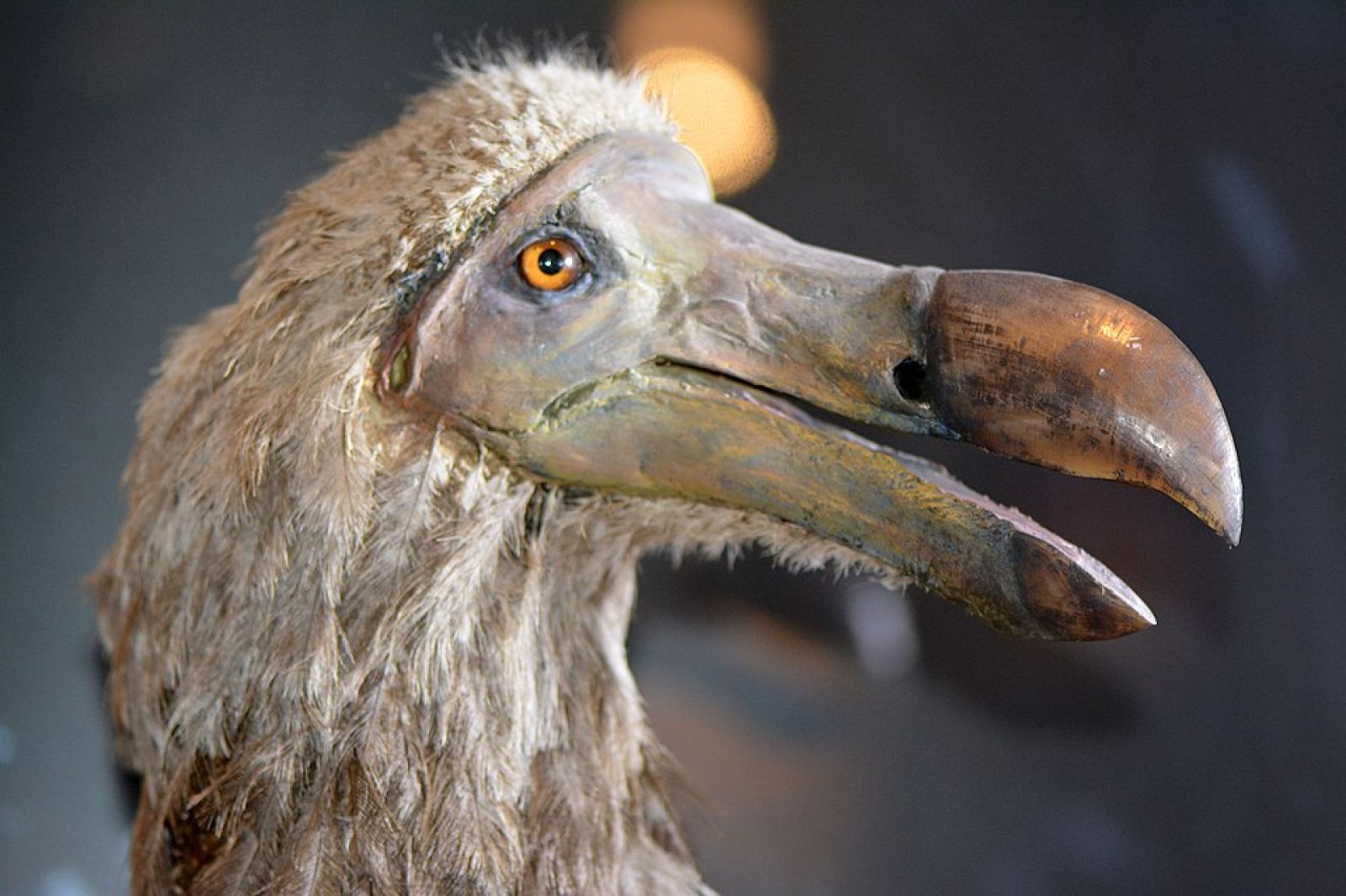 Here Are The Iconic Extinct Species That Science Could Soon Bring Back Here Are The Iconic Extinct Species That Science Could Soon Bring Back
