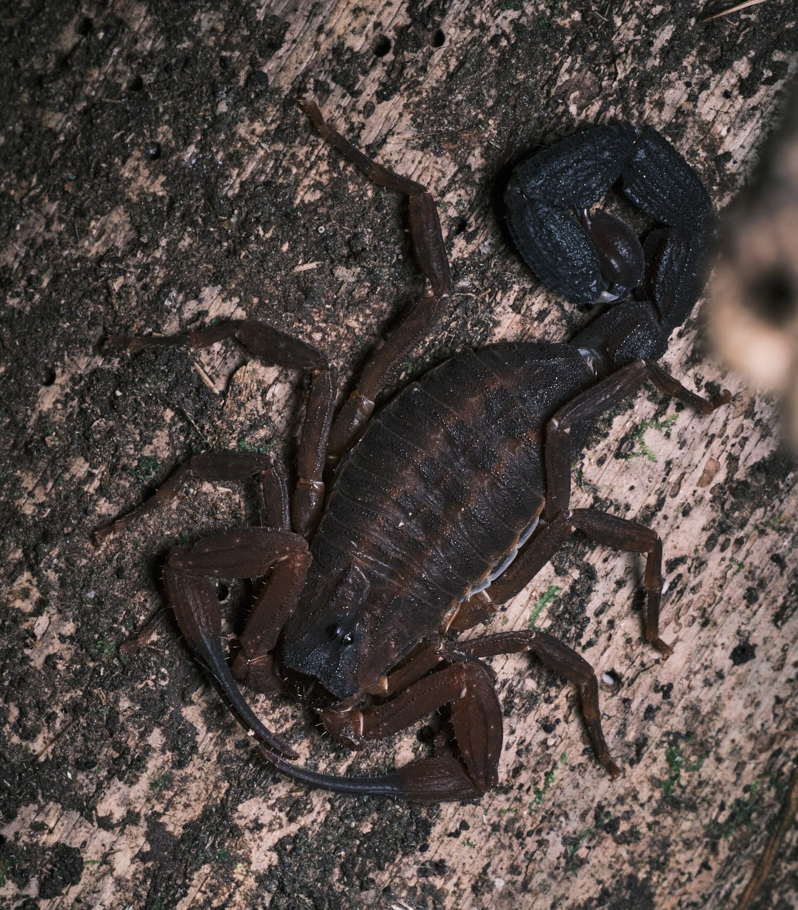 Découverte d'une espèce de scorpion qui pulvérise son venin à distance 