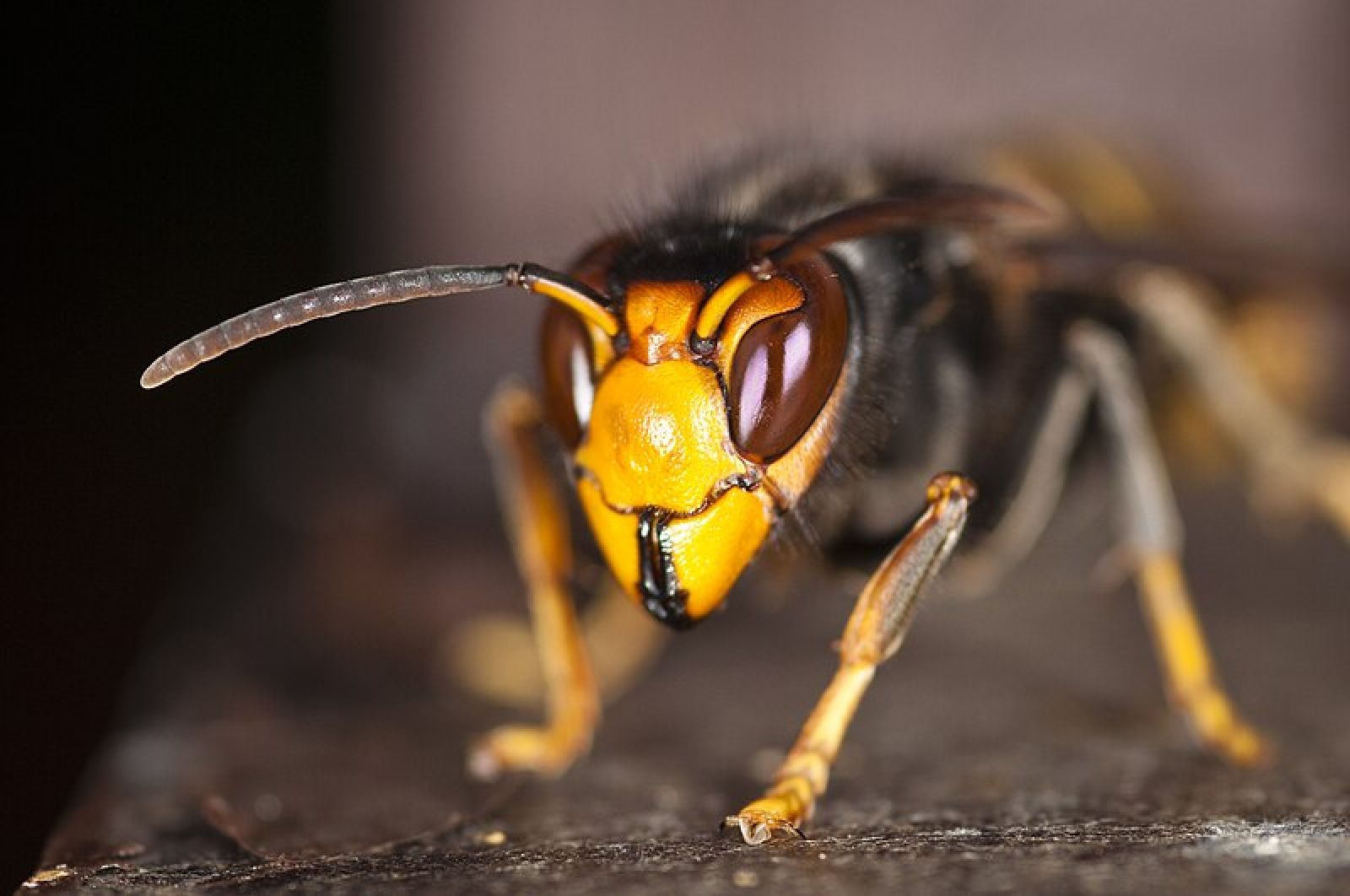 1400 différentes espèces d'insectes découvertes dans les intestins de frelons asiatiques 