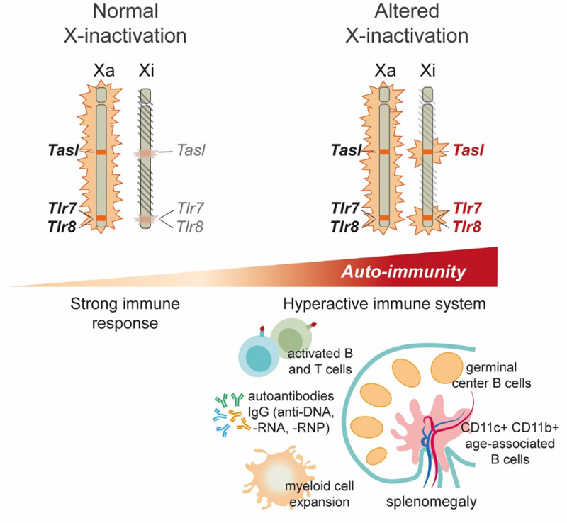 🧬 The second X chromosome involved in these serious diseases affecting women?