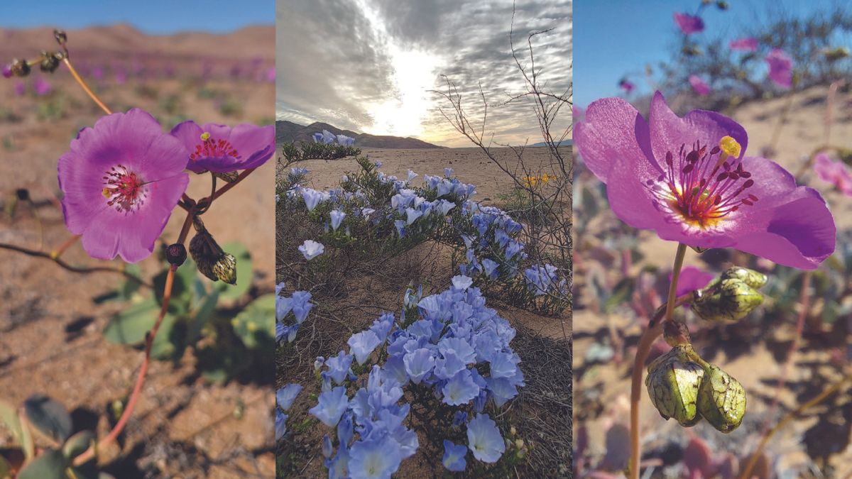 World’s driest desert is in full bloom (photos)