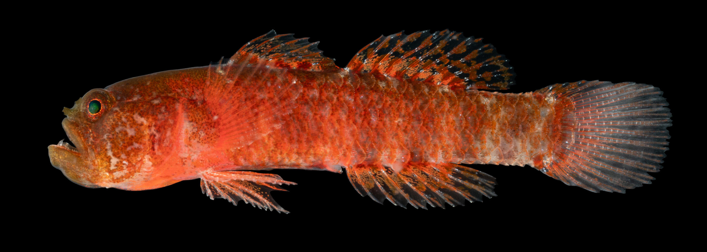 Discovery of a new fish species that seems constantly angry