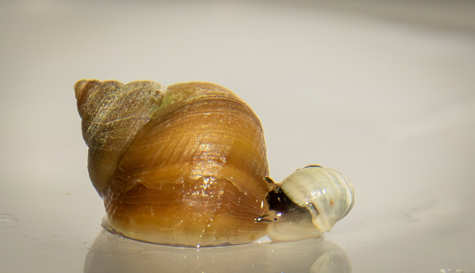 Een buitengewone natuurlijke ontwikkeling die met eigen ogen werd waargenomen gedurende een periode van slechts 30 jaar