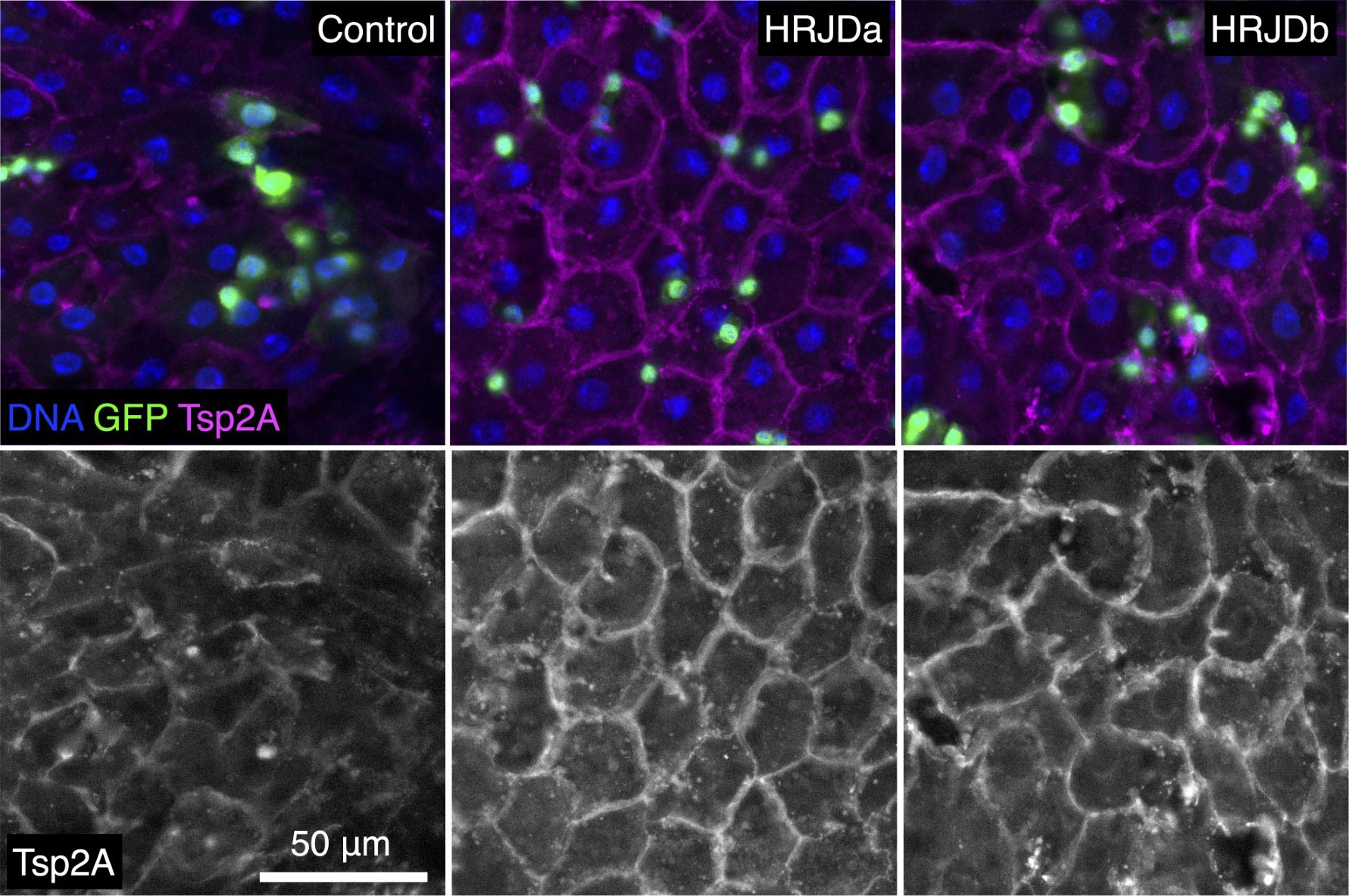 Japanese scientists delay aging with regeneration