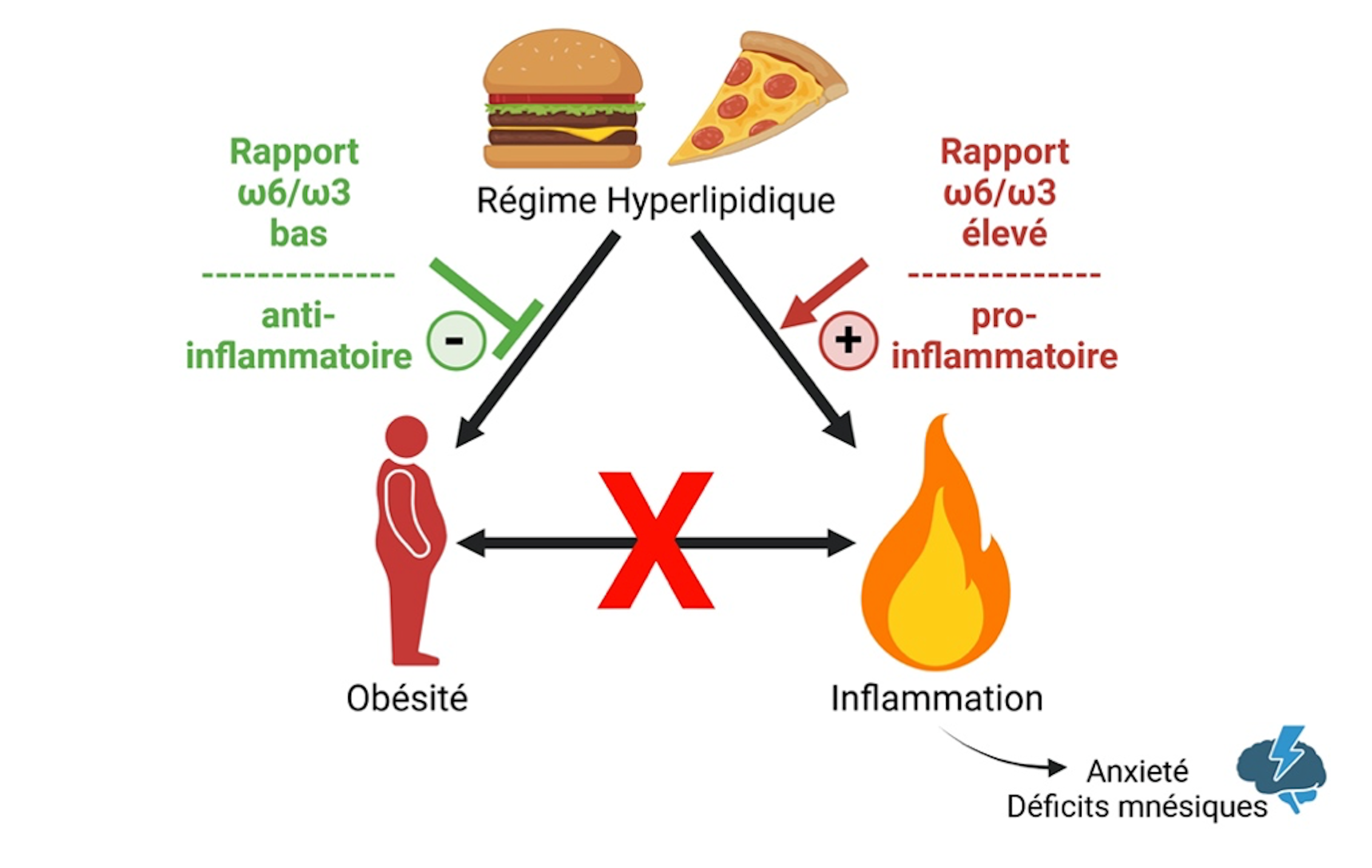 Balancing Omega-6 and Omega-3 Fatty Acids: Impact on Obesity and Cognitive Health