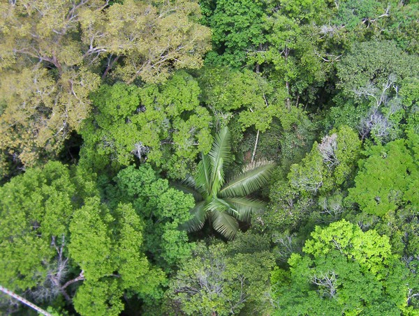 Des "codes-barres" ADN pour les arbres tropicaux