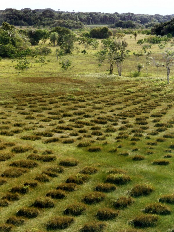 S'inspirer des techniques agricoles passées : exemple d'un écosystème « durable » en Guyane