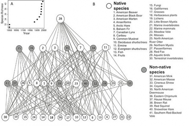 Influence des animaux non indigènes de Terre-Neuve