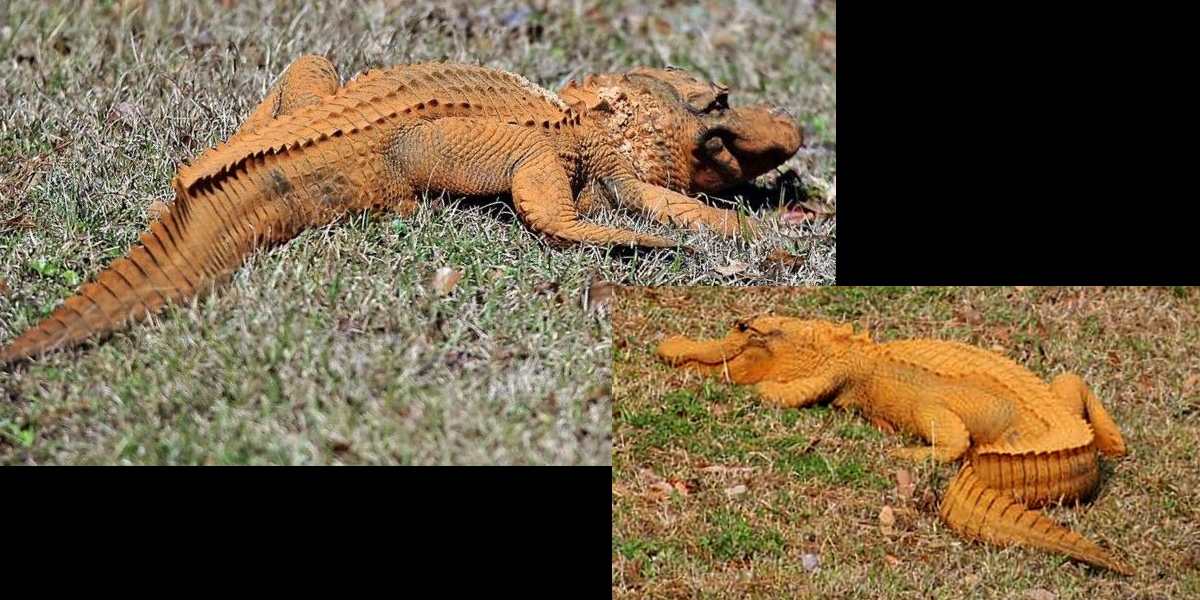 Pourquoi les crocodiles du Népal deviennent-ils orange ?