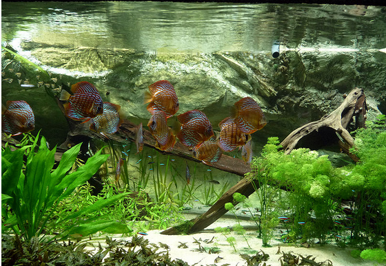 Les bienfaits des aquariums dans les hôpitaux