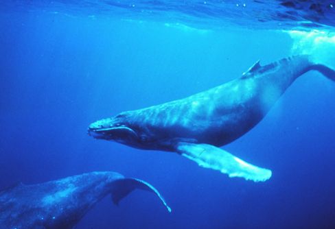 Le bruit des moteurs de bateaux perturbe les baleines