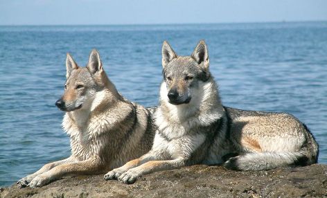 Découverte d'une dent de chien datant de 33 000 ans