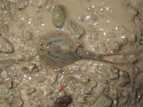 Triops et artémies avaient déjà des ancêtres très similaires il y a 365 millions d'années
