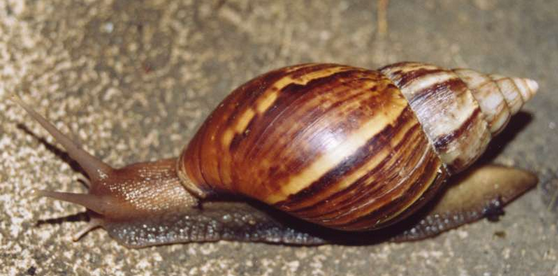 Des escargots africains géants prolifèrent en Floride