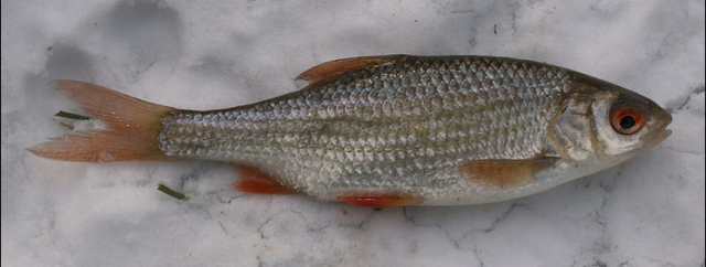 L'impact des eaux usées sur les poissons