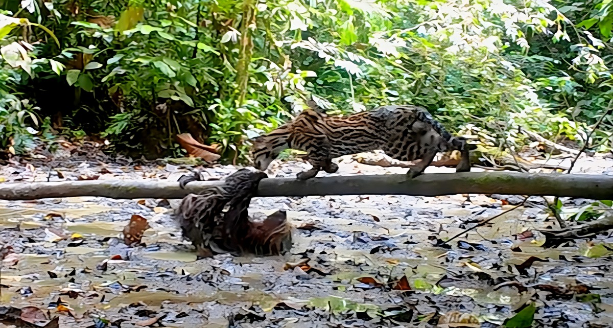 Vidéo rare et surprenante d'un combat entre un paresseux et un ocelot en Amazonie