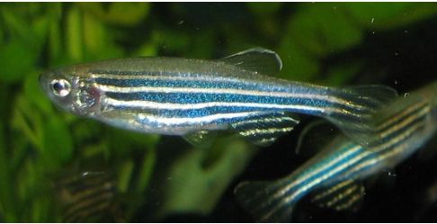 Comment le poisson zèbre produit de nouveaux neurones