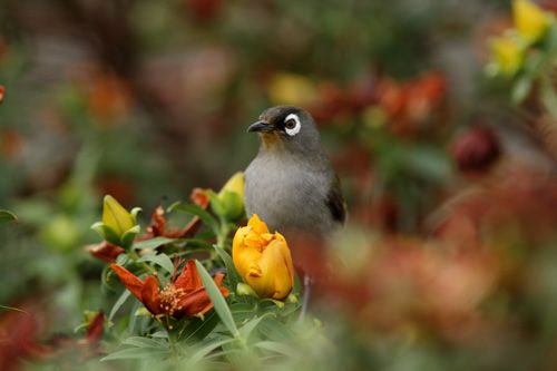 La biogéographie influence la biodiversité des parasites des îles