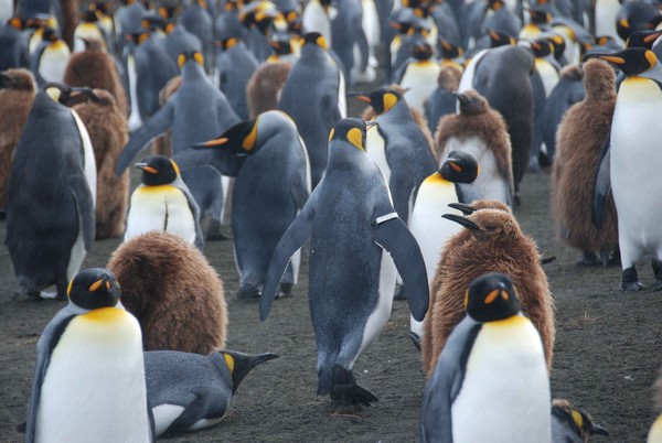 Terres Australes : les bagues pénalisent les manchots royaux