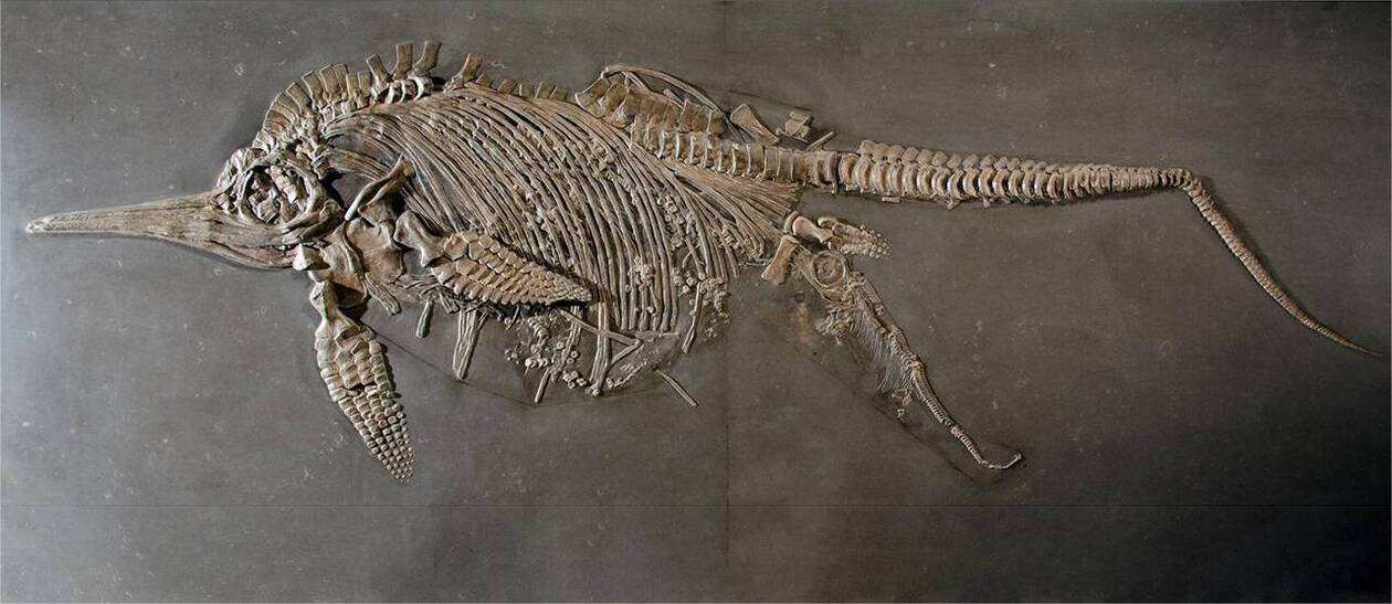 Découverte du plus gros animal et prédateur de l'Histoire