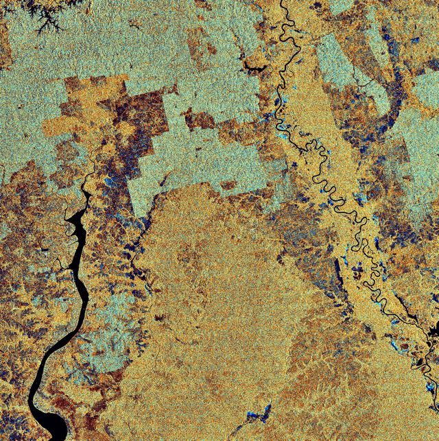 Des palmeraies à huile observées au radar depuis l’espace