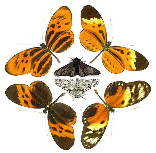 Un même gène colore les papillons de jour et camoufle ceux de nuit
