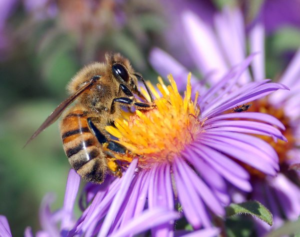 Comment des pesticides courants portent atteinte aux abeilles