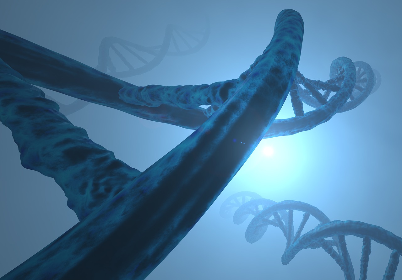 Des manipulations de chromosomes révèlent qu’ils sont presque liquides