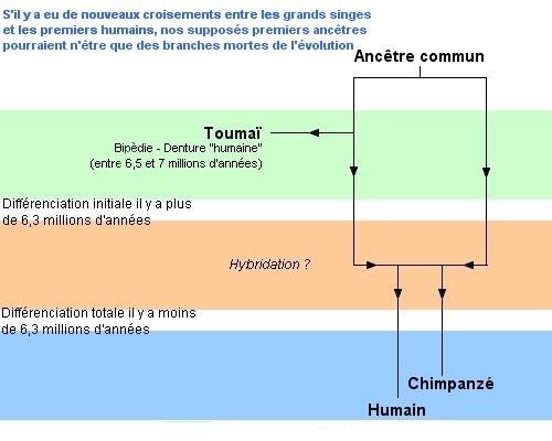 Et si, finalement, nous descendions bien du singe ?