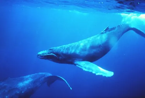 Le neurone qui fait de nous des humains existe chez les baleines