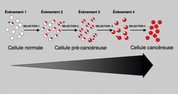 Le rôle de l'oestrogène mieux compris dans le cancer colorectal