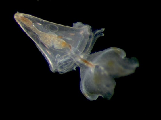 Acidification des océans et conséquences sur les écosystèmes