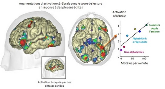 Impact de l’apprentissage de la lecture sur le cerveau