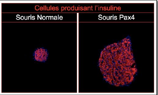 Diabète : quand les cellules alpha deviennent beta