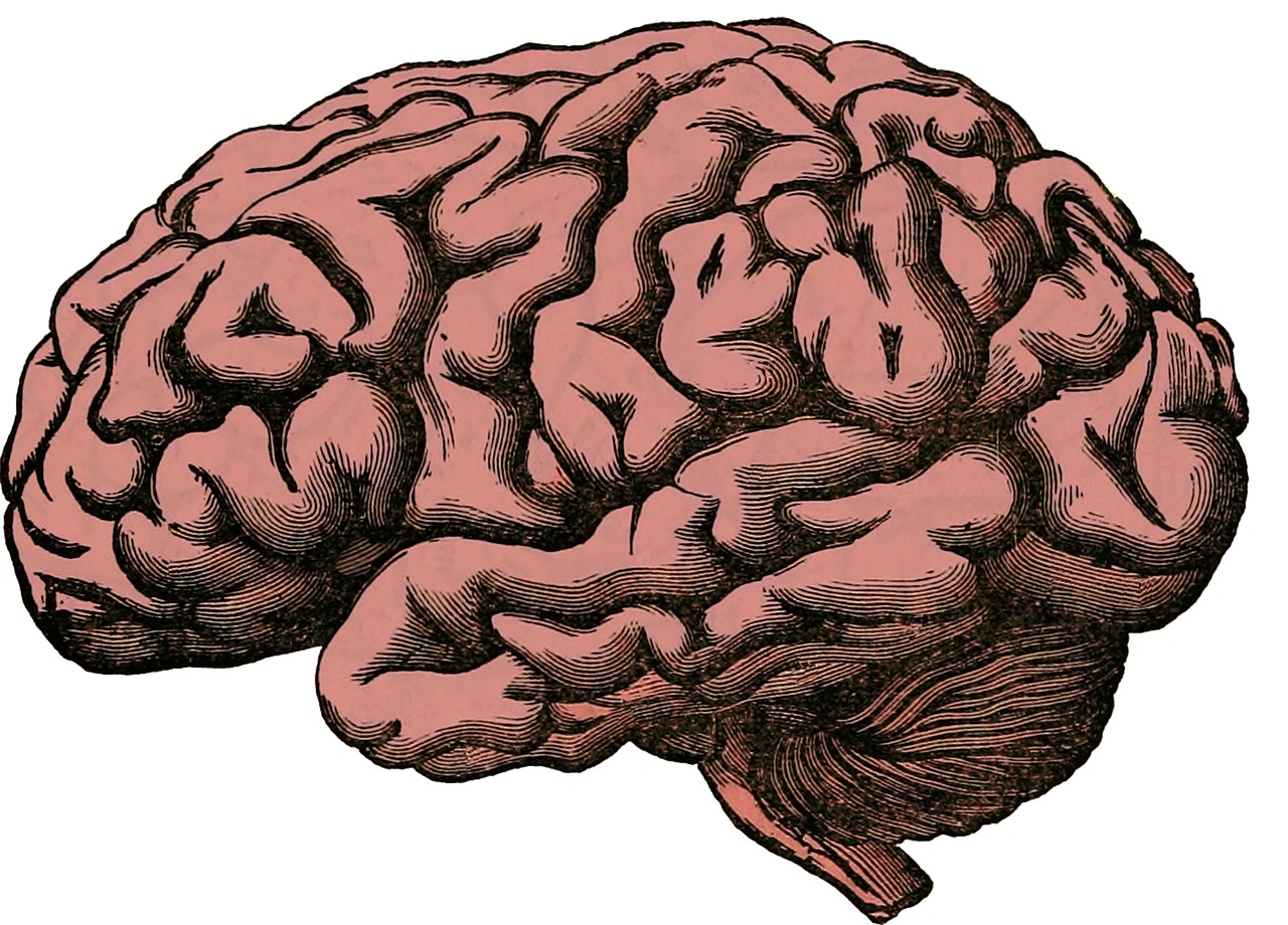 Le cervelet, une région du cerveau clé pour la socialisation