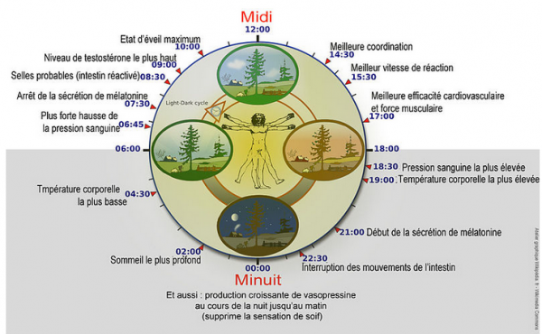 Chronobiologie: les rythmes biologiques de l’organisme