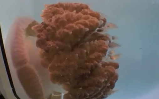 Vidéo: Crambione Cookii, une méduse mortelle redécouverte