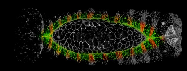 Découverte de « cellules caméléon » : une piste pour une meilleure cicatrisation ?